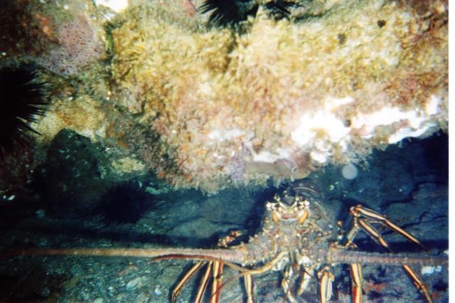 Diving for Lobster in Florida